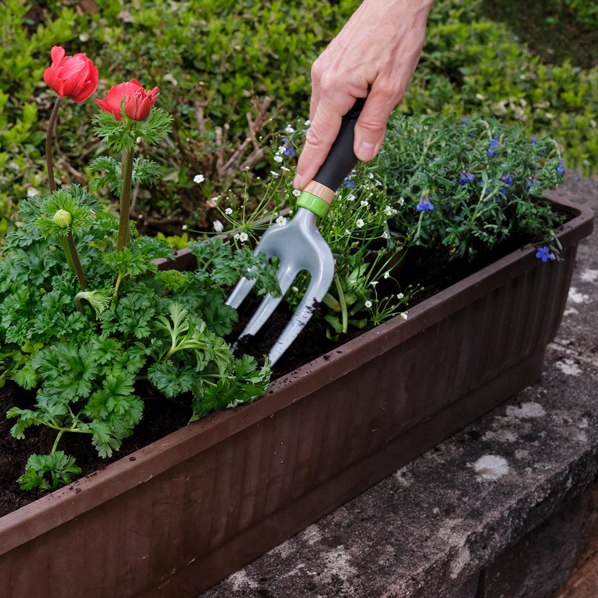 Freund Blomstergreb - 28 cm | ergonomisk blomstergreb til potter, altankasser og bede Freund Blomstergreb 28 cm i brug i altankasse med tre tænder, pulverlakeret stål og komfortabelt polstret træhåndtag – præcist redskab til lussing af jord og omplantning