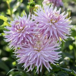 Økologisk Dahlia 'Kiev XXL' - stor hvid/rosa blomst | Florex - 1 løg Tæt billede af Økologisk Dahlia Kiev XXL med ekstra store hvide og rosa blomster. Perfekt som snitblomst eller i haven. Produkt: 1 løg fra Florex, plantes efter frost og graves op før vinter.