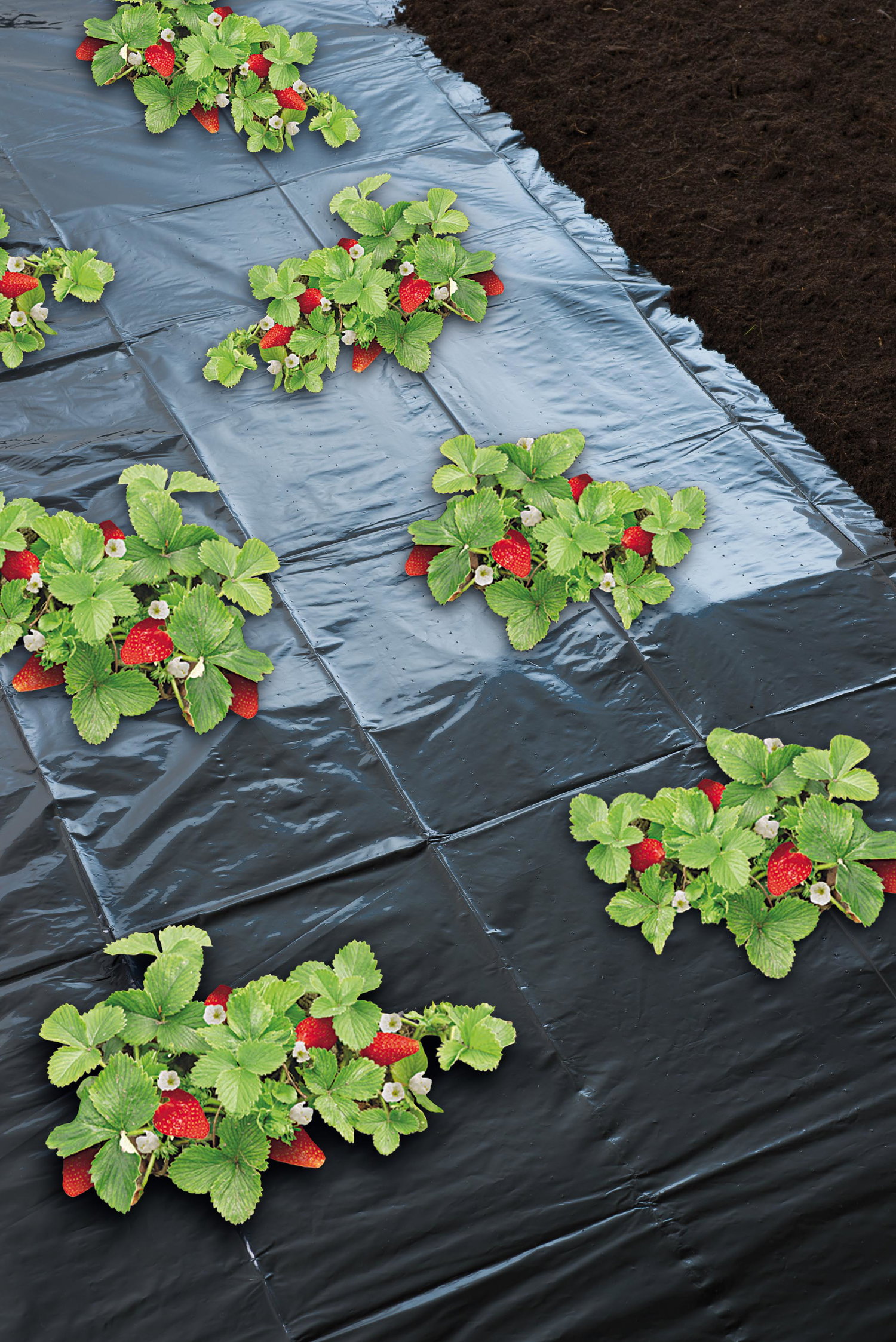 Nature ukrudtsdug til jordbær 1,40 x 5 m – sort UV-bestandig LDPE med forstansede huller Ukrudtsdug til jordbær 1,40 x 5 meter fra Nature lagt på jorden med plantehuller og jordbær; sort, UV-bestandig LDPE, reducerer ukrudt og bevarer jordfugtighed