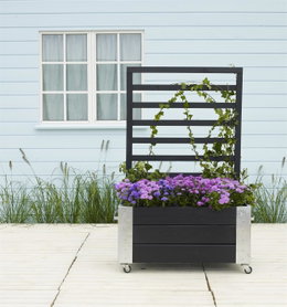 Mobil plantekasse med espalier og lilla blomster Sort plantekasse på hjul med espalier og lilla blomster