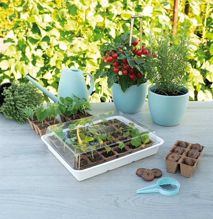 Mini drivhus til dyrkning af urter og tomater Mini drivhus med urter, tomatplante og vandkande