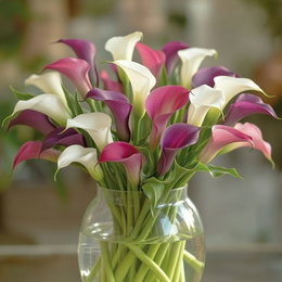 Calla Zantedeschia blomsterløg - 3 stk. fra Florex | farverige calla i vase Buket af hvide og rosa Calla Zantedeschia i glasvase. Produkt: Calla Zantedeschia blomsterløg - 3 stk. fra Florex, store knolde i blandede farver, nemme at dyrke, blomstrer fra tidlig sommer til første nattefrost (ca. 50-60 cm).