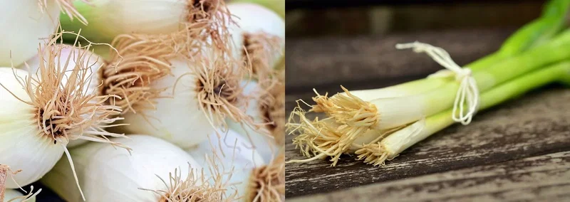 Friske forårsløg med synlige rødder - bundt af grønne forårsløg Nærbillede af friske forårsløg med hvide løgskafter, grønne toppe og synlige rødder, bundt lagt på et rustikt træbord