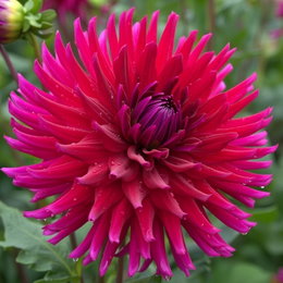 Nærbillede af Dahlia Cactus Orfeo i intens lyserød med smalle, snoede kaktuslignende kronblade; store blomster (op til 15 cm), lange stilke, velegnet til vaser og solrige bede - Florex