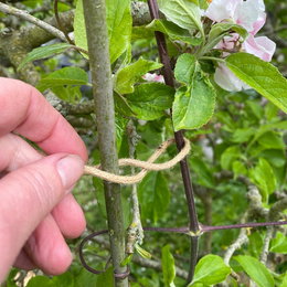 Natursnor til opbinding af planter Hånd binder plante til støtte med natursnor