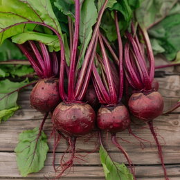 Økologisk Rødbedefrø Detroit 2 - Buzzy Organic (nedsat pris, stadig spiredygtige) Bundt høstede rødbeder Detroit 2 med blade på træbord – økologiske rødbedefrø fra Buzzy Organic, nedsat pris pga. sidste salgsdato men frøene spirer fint