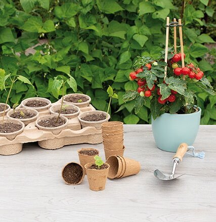 Små plantespirer i potter ved siden af tomatplante