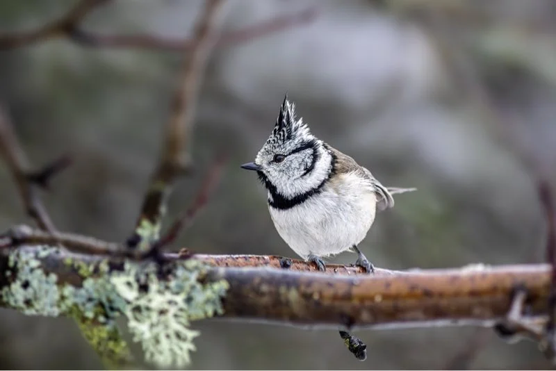 Topmejse på gren, naturfoto af lille fugl med karakteristisk top Topmejse siddende på en lavbevokset gren i naturen; grå-hvid fugl med sort halsbånd og tydelig top