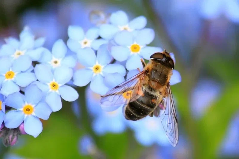Nærbillede af en bi siddende på lyseblå forglemmegejblomster
