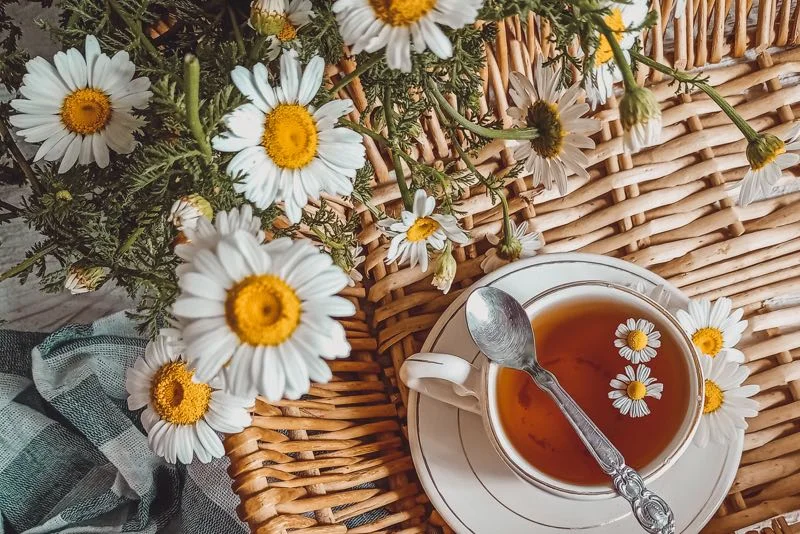 Kop kamillete med kamilleblomster på en hvid kop og ske på en flettet kurv Topbillede af en hvid tekop med kamillete og tre kamilleblomster i koppen, en sølvske og friske kamilleblomster liggende på en flettet kurv