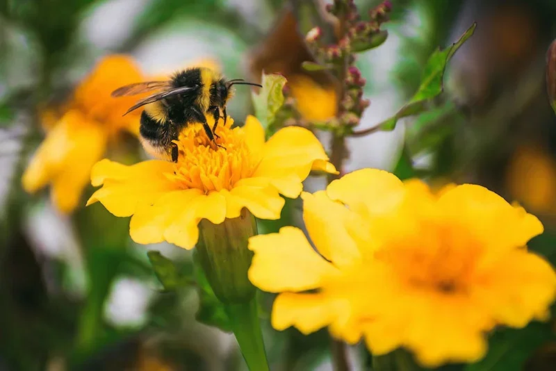 Humlebi på gul morgenfrueblomst – makrofoto Tæt foto af en humlebi, der sidder på en gul morgenfrueblomst og samler nektar