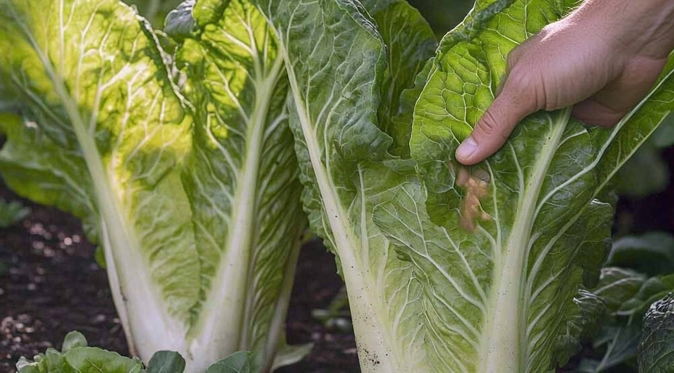 Tæt foto af frisk romainesalat i jord, hånd holder et blad
