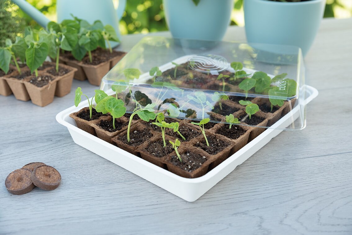 Mini drivhus til forspiring af planter Mini drivhus med små spirer i såbakke