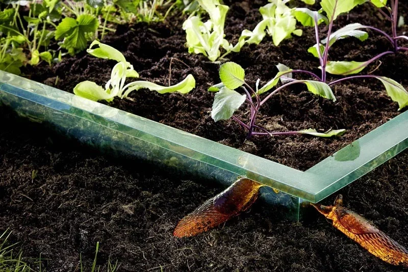 Hævet plantebed med klar glasramme og kobberbeslag Nærbillede af hjørne af hævet plantebed i klar glasramme med mørk pottejord, små grøntsager og snegle ved bunden