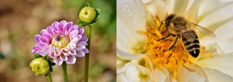 Lyserød georgine med knopper og bi på hvid blomst Nærbillede af en lyserød georgine med to grønne knopper til venstre og en bi, der bestøver en hvid blomst med gul midte til højre