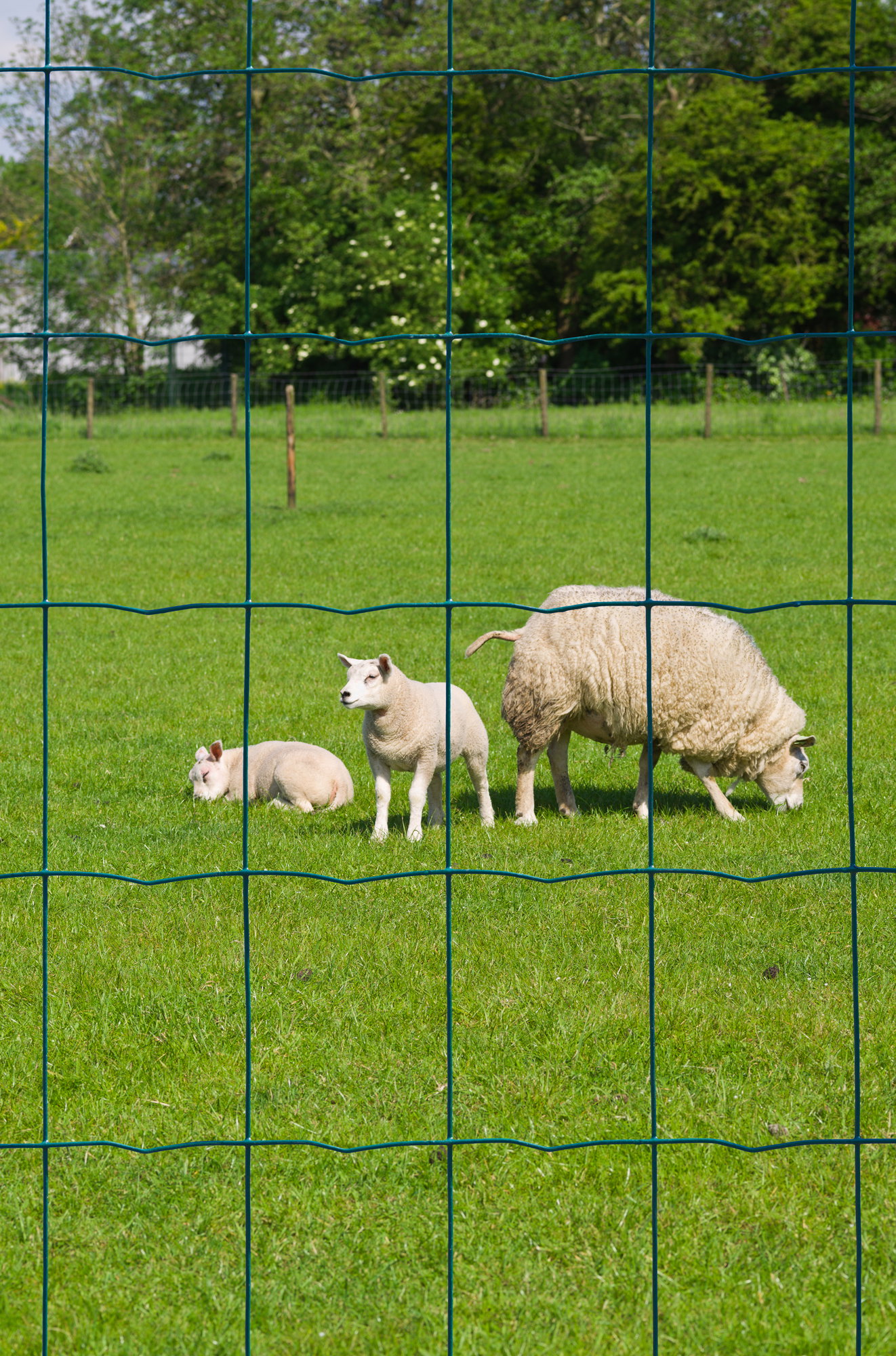 Nature galvaniseret trådhegn m. PVC grøn 100x75 mm - 60 cm x 10 m | Robust hegn til marker og dyr Galvaniseret trådhegn fra Nature med grøn PVC-belægning og rektangulære masker 100 x 75 mm, 60 cm x 10 m, velegnet til afgrænsning og fåreindhegning