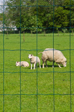 Nature galvaniseret trådhegn m. PVC grøn 100x75 mm - 60 cm x 10 m | Robust hegn til marker og dyr Galvaniseret trådhegn fra Nature med grøn PVC-belægning og rektangulære masker 100 x 75 mm, 60 cm x 10 m, velegnet til afgrænsning og fåreindhegning