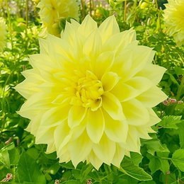 Dahlia 'Kelvin Floodlight XXL' - Florex, stor lysegul blomst 20 cm, 1 stk. Nærbillede af Dahlia Kelvin Floodlight XXL fra Florex – stor lysende lysegul dahlia med tynde, næsten gennemsigtige kronblade, op til 20 cm i diameter, velegnet som snitblomst