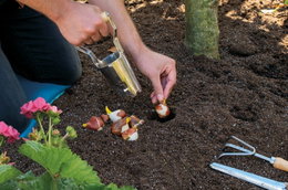 Plantning af blomsterløg med løgløkke Havearbejde med plantning af blomsterløg i bed