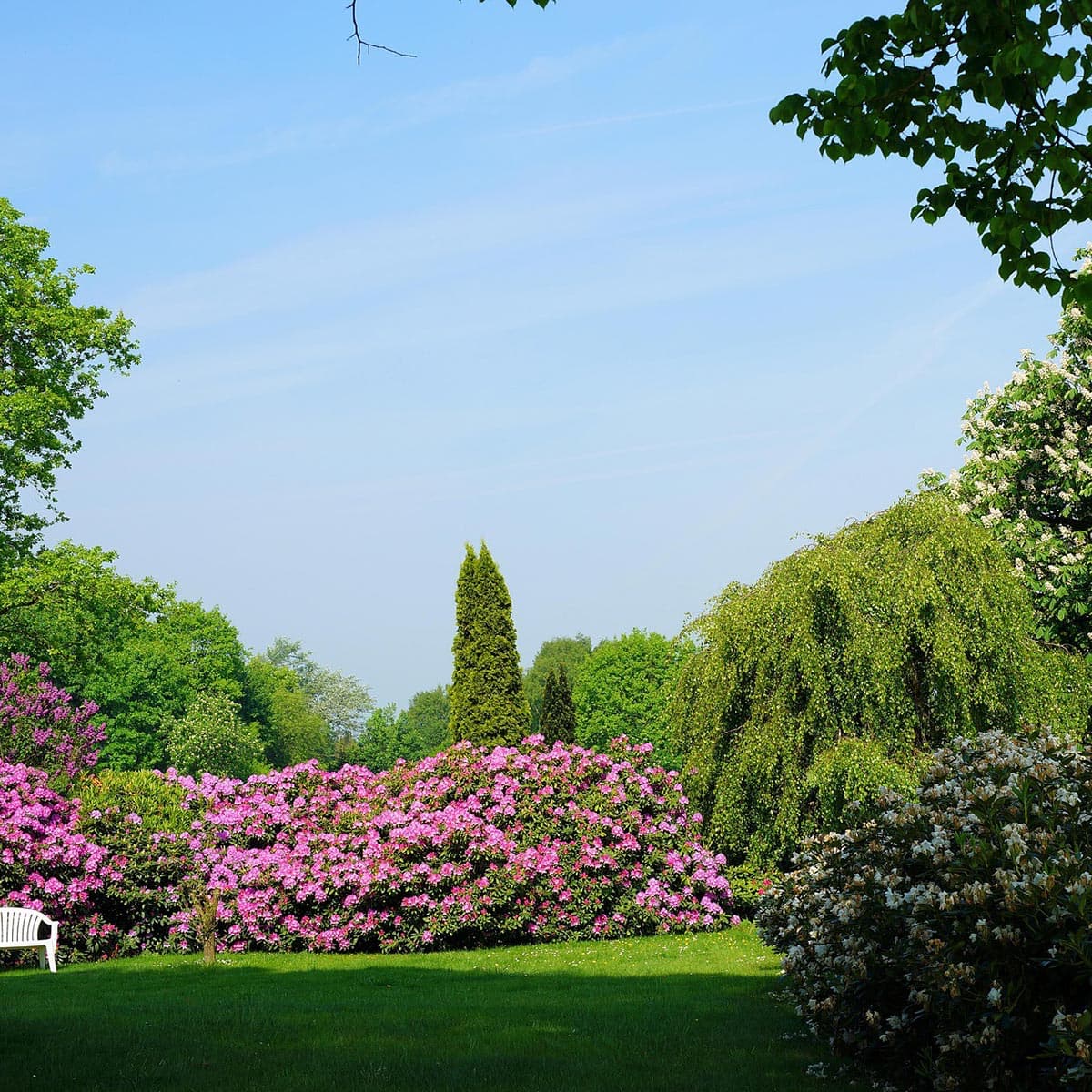 Sommerhave med grøn plæne og blomstrende buske Grøn park med blomstrende rhododendronbuske og træer