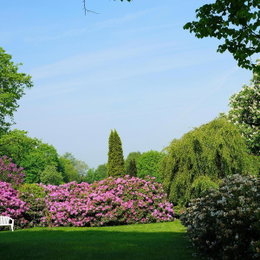 Sommerhave med grøn plæne og blomstrende buske Grøn park med blomstrende rhododendronbuske og træer