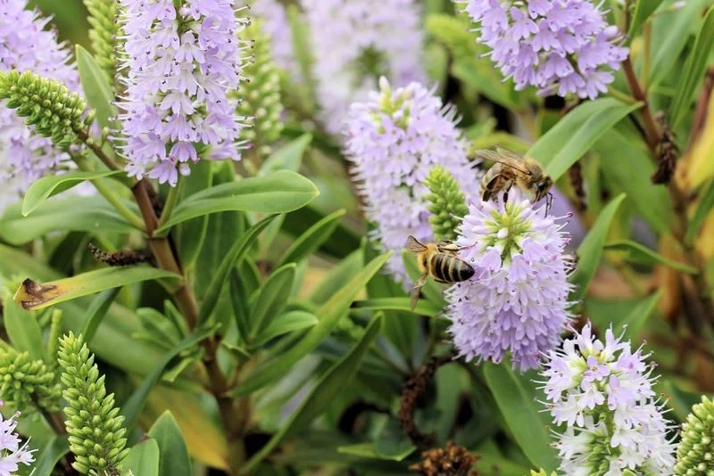 Nærbillede af lyserøde-lilla Hebe-blomster med to bier, grønne blade og knopper i baggrunden