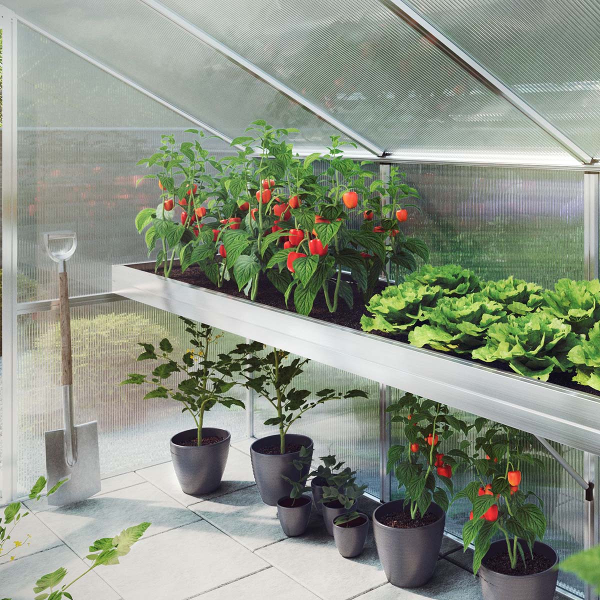 Friske peberfrugter og salat, der dyrkes i drivhus