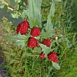 Jordbærspinat frø (Chenopodium capitatum) - Horti Tops | Spiselige røde bær og spinatlignende blade Jordbærspinat (Chenopodium capitatum) med små røde kugleformede bær og grønne spiselige blade. Let at dyrke fra frø, bær kan bruges i salater. Produkt: Jordbærspinat frø, producent Horti Tops.