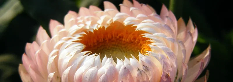 Nærbillede af lyserød og hvid evighedsblomst (strawflower) med tydelig gul-orange midte