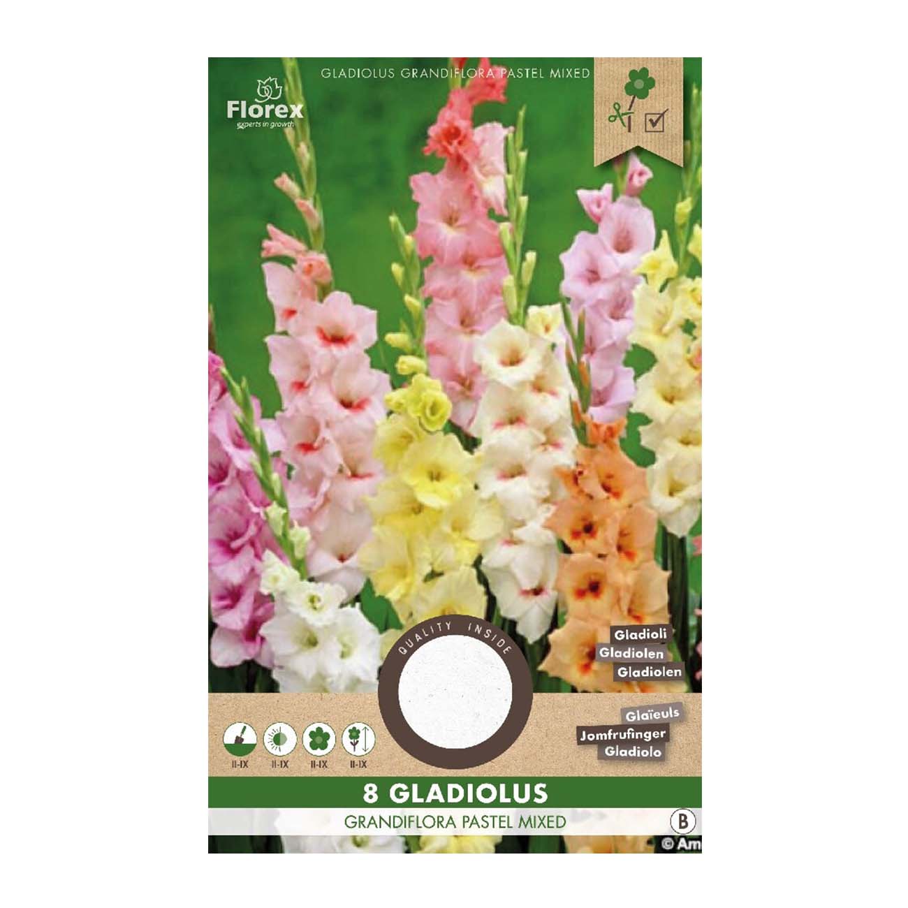 Pose med 8 gladiolus grandiflora i pastelblanding