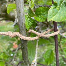 Natursnor til skånsom opbinding af planter Natursnor binder gren til støtte i haven