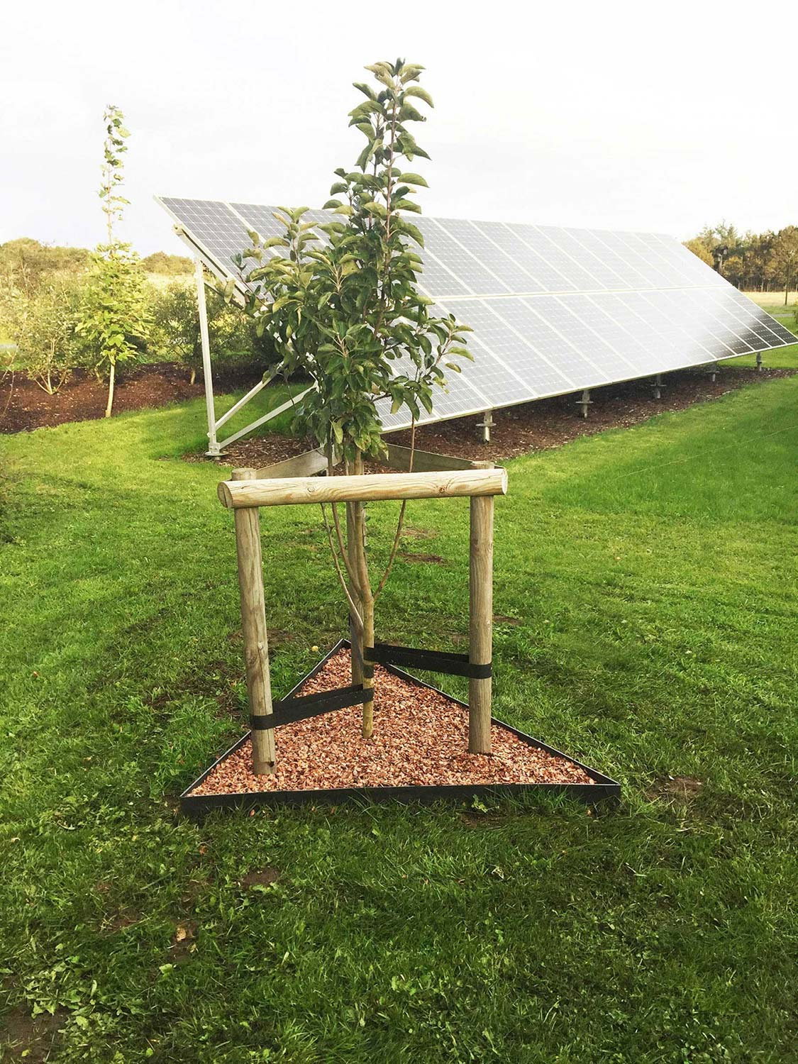 Ungt træ i trekantet bed med solceller bagved