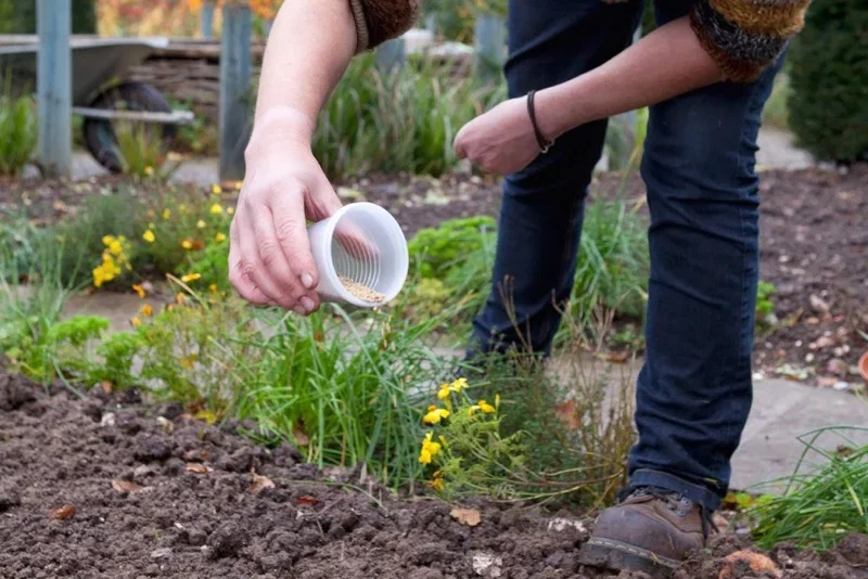 Person sår frø i køkkenhave med plastikkop, nærbillede af hånd, jord og gule blomster Nærbillede af en person, der hælder frø fra en plastikkop ned i løs jord i en have, med grønne planter og gule blomster i baggrunden