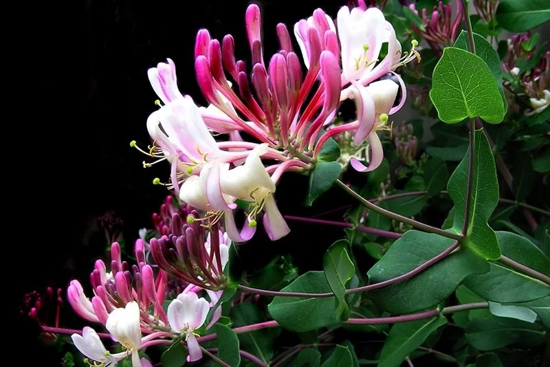 Kaprifolieblomster i rosa og hvid på mørk baggrund Nærbillede af kaprifolie med pink og hvide blomster og grønne blade mod en mørk baggrund