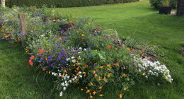 Farverig blomstereng i grøn have Farverig blomstereng med vilde blomster i have