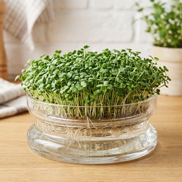 Økologiske broccolispirer frø - 20 g Økologiske broccolispirer frø - 20 g