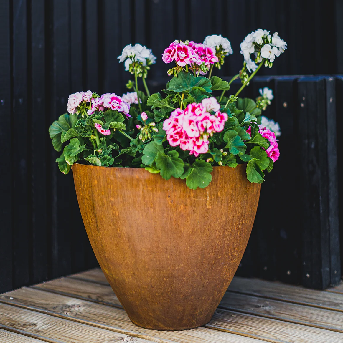 Stor brun krukke med blomstrende pelargonier