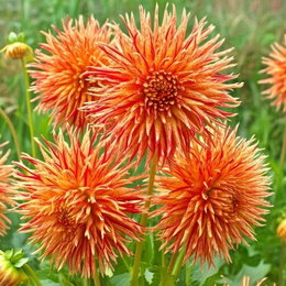 Dahlia 'Rejmans Firecracker' - 1 løg | Florex - kaktusdahlia med store rød-gule blomster (10-15 cm) Nærbillede af Dahlia Rejmans Firecracker fra Florex, kaktus-type med næsten kugleformede rød-gule blomsterhoveder ca. 10–15 cm i diameter; ideel til solrige, veldrænede steder, leveres som 1 løg.