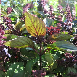 Økologisk Kanelbasilikum frø - Buzzy Organic | Mørkegrønne blade, violette stængler og lyslilla blomster Billede af økologisk kanelbasilikum (Buzzy Organic) med mørkegrønne blade, violette stængler og lyse lilla blomster. Aromatisk basilikum med blød kanelnote, velegnet til salater, asiatiske retter, desserter, te og som pynteplante i krukker.