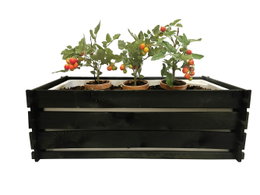 Sort plantekasse med tomatplanter Rektangulær sort plantekasse med tomatplanter i potter