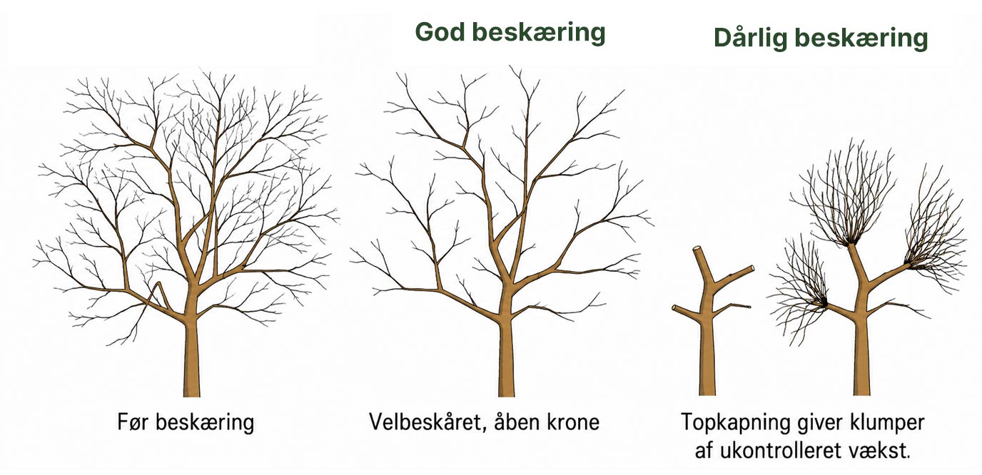 god-beskaering-frugttrae