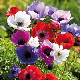 Anemone De Caen mix - 15 løg | Florex - farverige haveanemoner, 30 cm, blomstrer maj-aug Anemone De Caen mix - 15 løg fra Florex: blandede røde, hvide, blå og lilla anemoner med karakteristisk sort midte. Ca. 30 cm høje, ideelle til bede, krukker og som snitblomster. Plant ca. 7 cm dybt i veldrænet, solrigt og beskyttet jord.