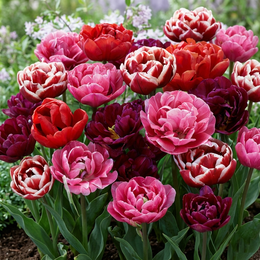 Tulipan 'Rosentulipan' Tulipan 'Rosentulipan'