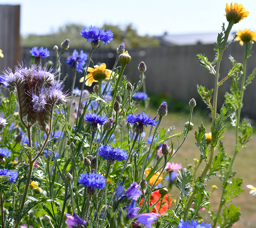 Farverig sommereng med blå og gule blomster