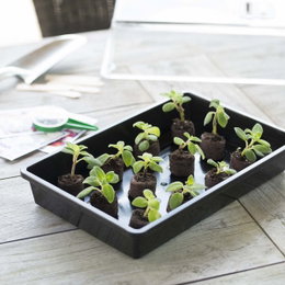 Minidrivhus med spirende stiklinger Sort bakke med små spirende planter i jord