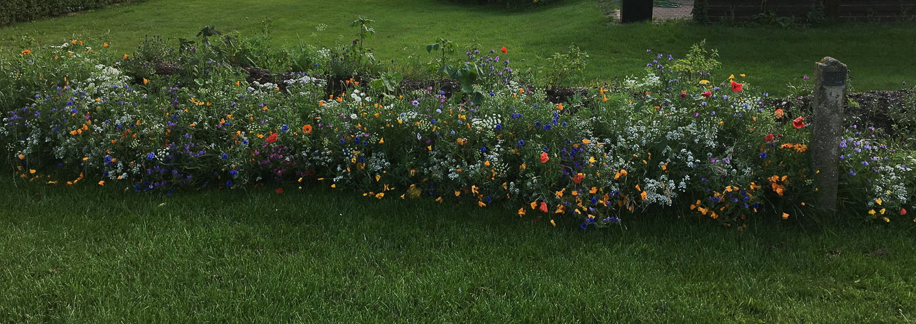 Farverig blomsterkant i grøn have Bred, farverig blomsterkant i grøn have