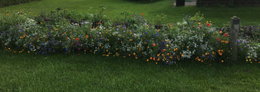 Farverig blomsterkant i grøn have Bred, farverig blomsterkant i grøn have