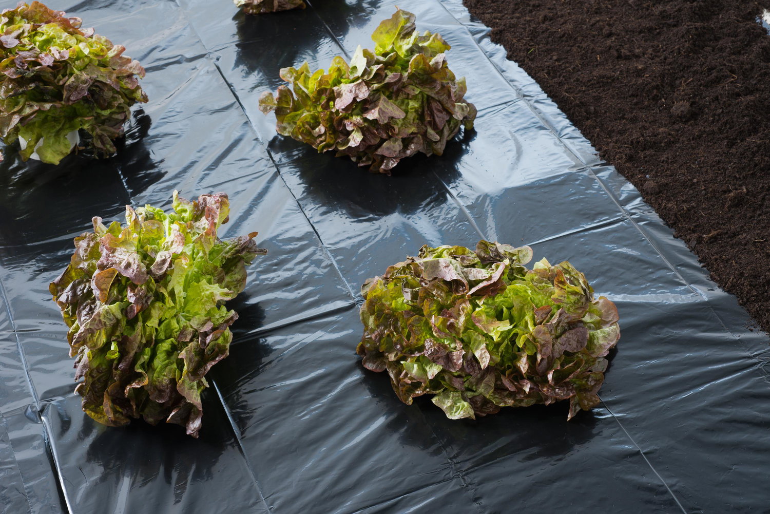 Sort ukrudtsdug (LDPE, 30 µ) 1,40 x 5 m lagt i køkkenhave under salatrækker for effektiv ukrudtskontrol og fugtbevarelse, nem at tilpasse med huller til planter