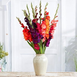 Gladiolus mix blomsterløg - 8 stk. | Florex – farverige høje gladiolus til snit Gladiolus mix blomsterløg 8 stk. (Florex): buket med høje, farverige gladiolus i hvid vase — velegnet som snitblomster, til buketter og som spiselige blomster i salater og fyld
