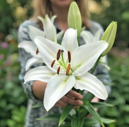 Økologisk lilje 'Oriental White' - 1 løg | Florex Nærbillede af en stor, duftende hvide Oriental White-lilje med trompetformede blomster og knopper; økologisk sort fra Florex, 1 løg - velegnet til veldrænet jord i sol eller let skygge, tiltrækker bier og sommerfugle.